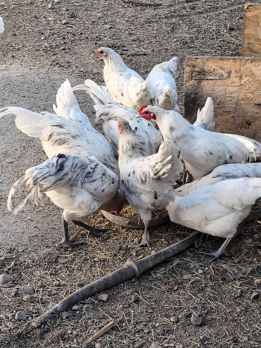 Vând păsări australorp,rățoi,curci