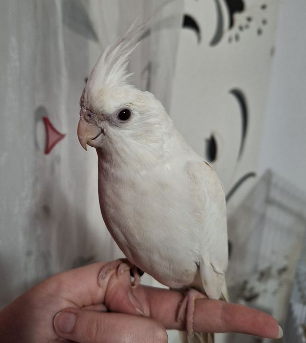 Pereche Papagali Nimfa