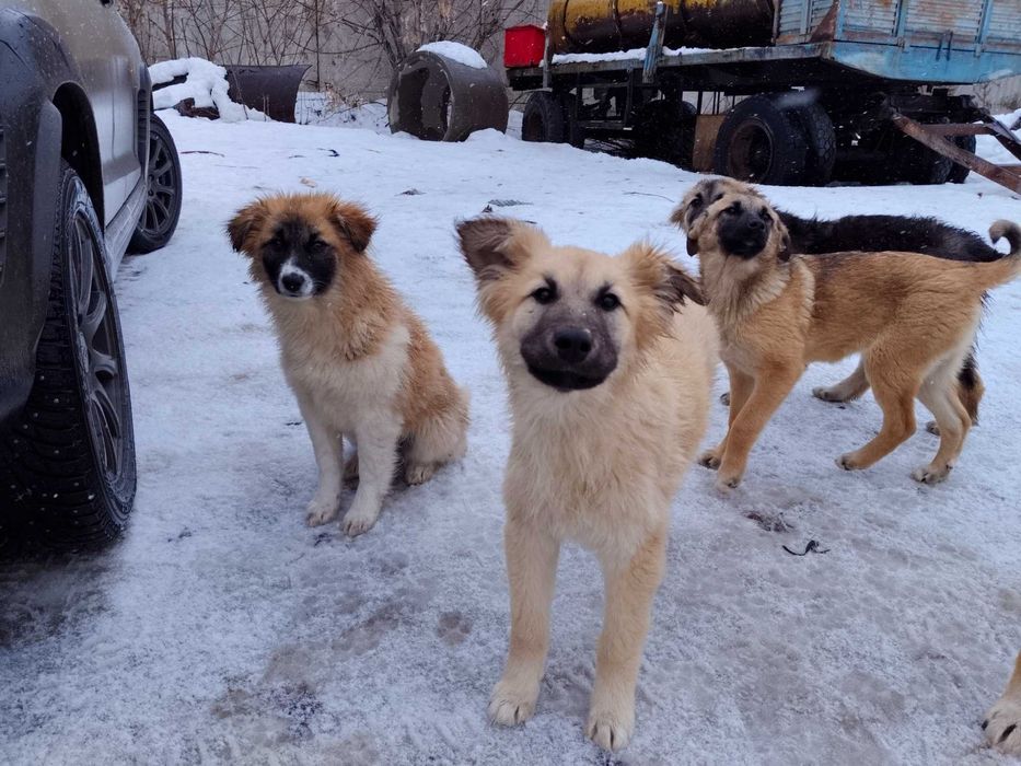 Щенки, один мальчик, три девочки, 3 месяца