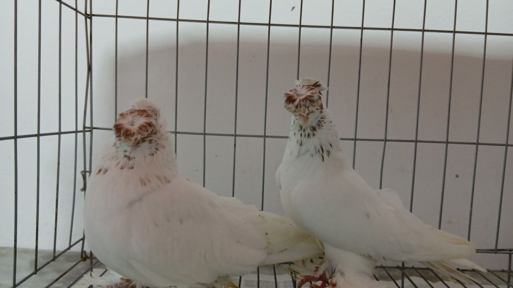 Продам пару голубей