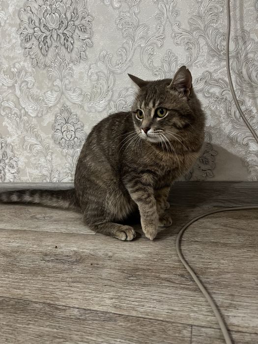 Отдам кота 1 годик