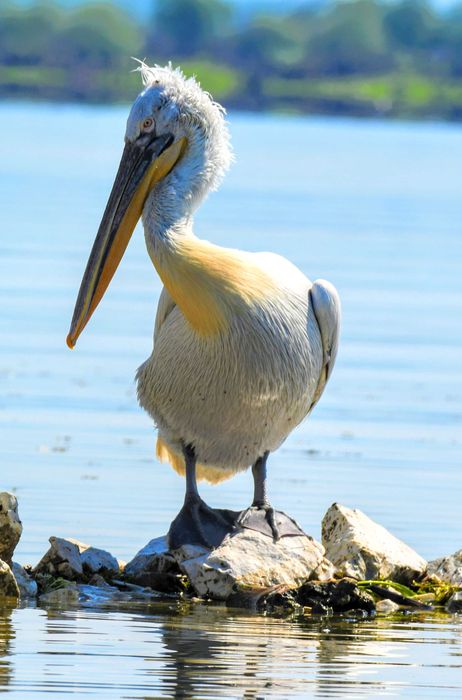 Nikon Nikkor AF-S 200-500mm f/5.6E ED VR