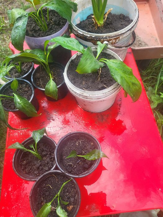 Продам женское счастье
