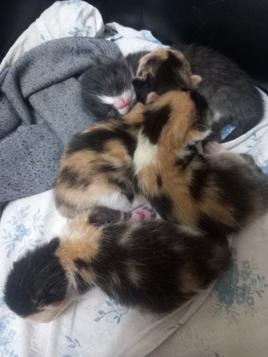 Котята отдам даром