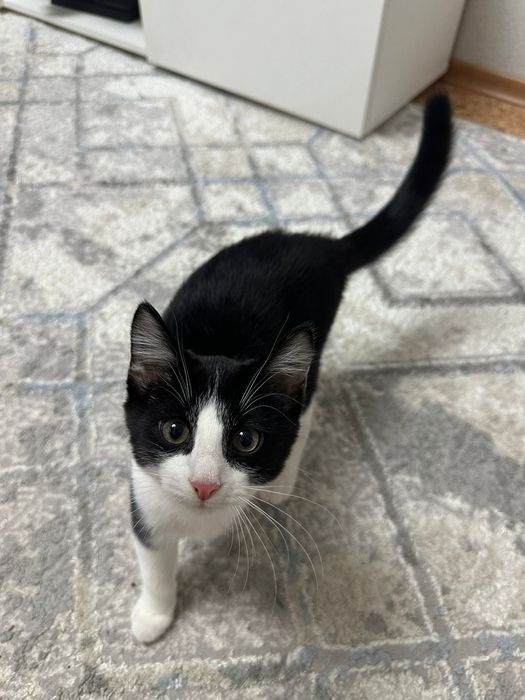 Отдам котёнка в добрые руки