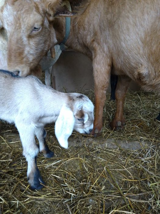 Metiș de anglonubiană cu alpin franceză