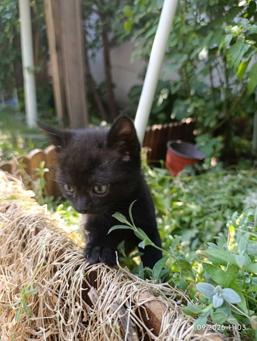 Котята ищут своих людей