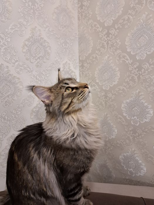 Мейн-кун, продам котенка