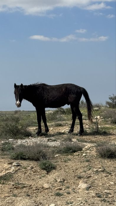 Міңгі құнан сатылады
