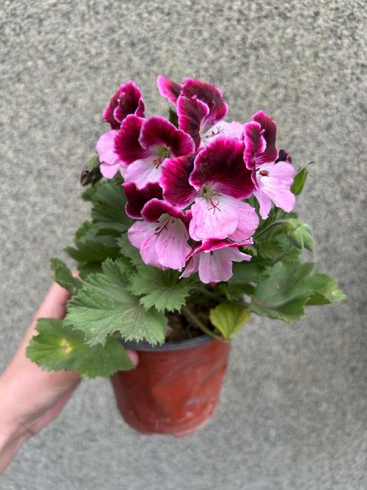 Комнатные  цветы