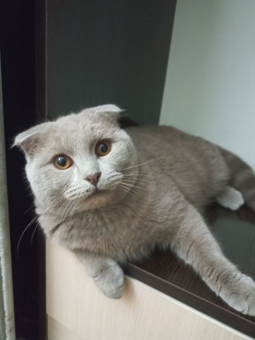 Вязка. Брутальный британец .