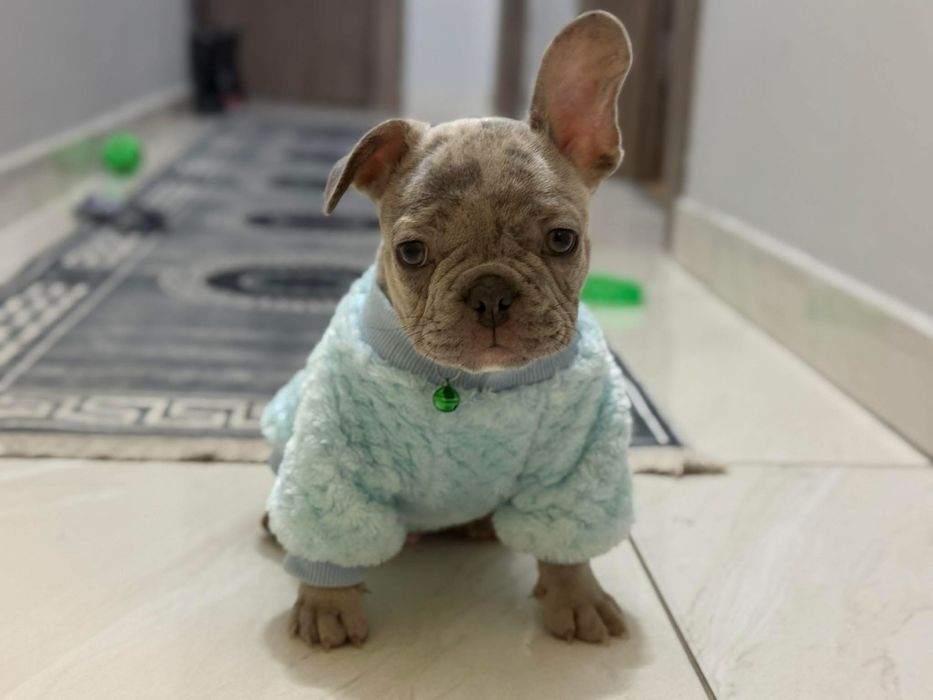 Продавам куче френски булдог мерле