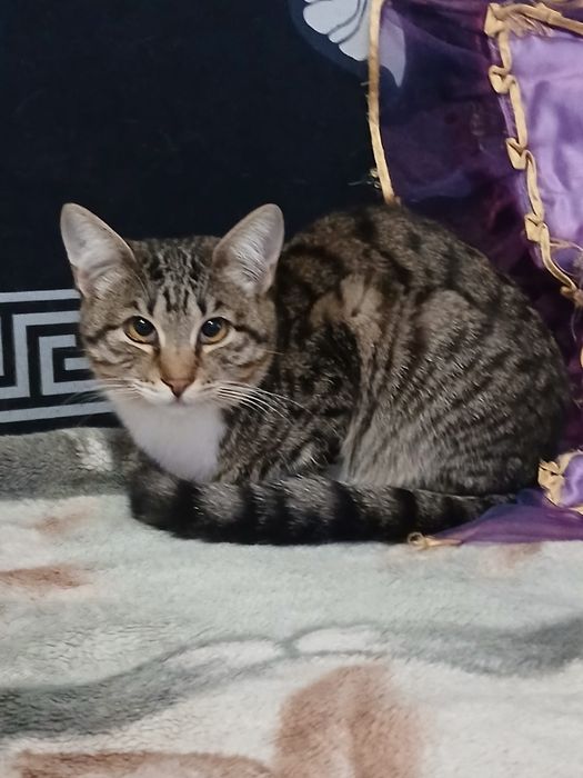 Шустрик ищет дом