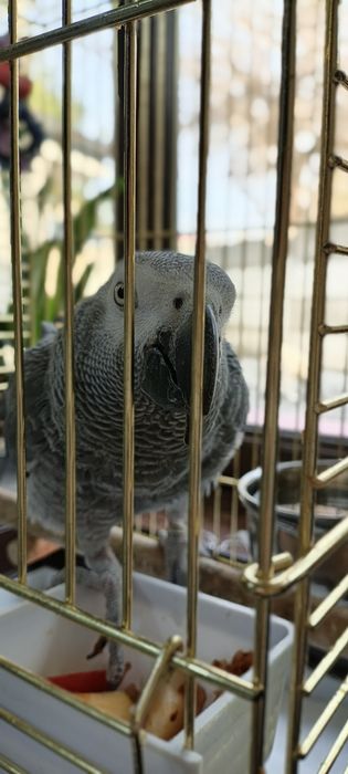 Продается попугай жако