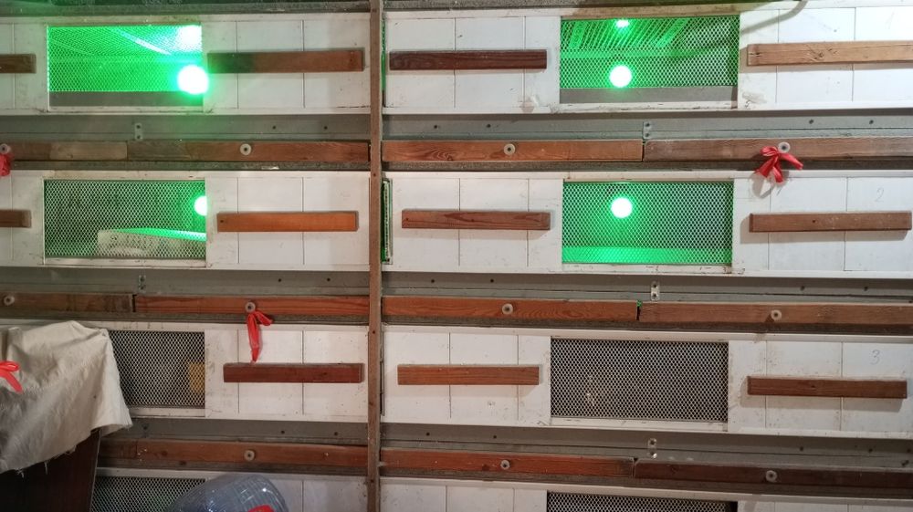 Bruder. Брудер для циплят, перепелят