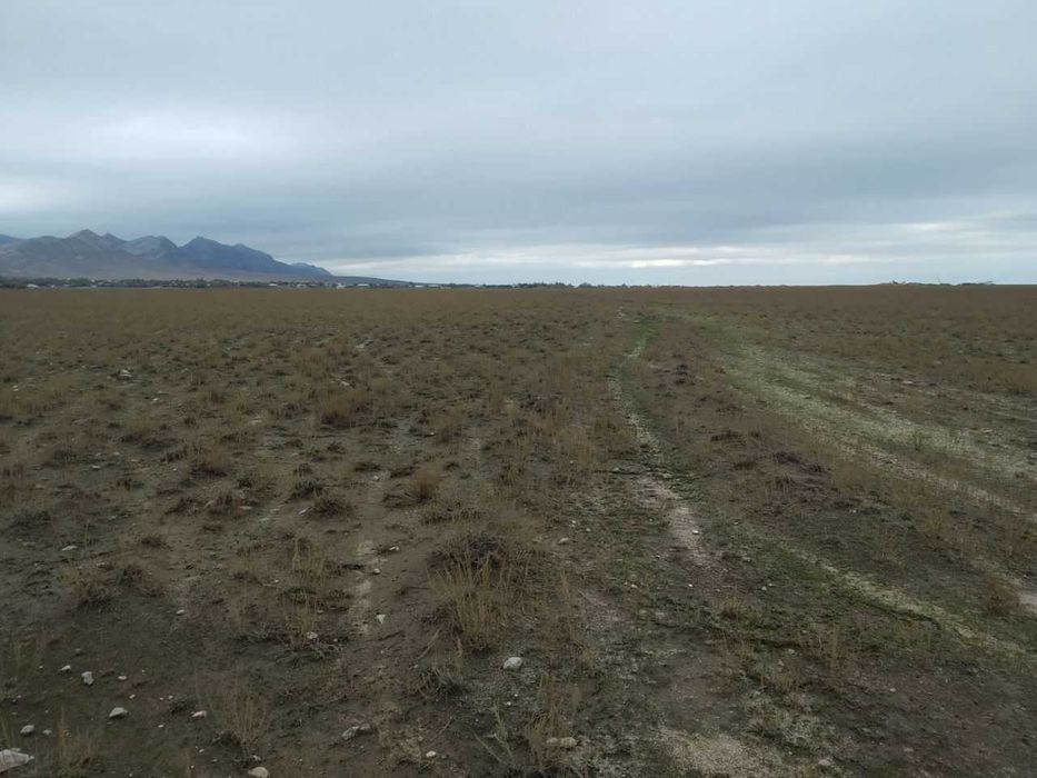 130 га чорвачилик ерига эга корхона сотилади (Навоий, Нурота)