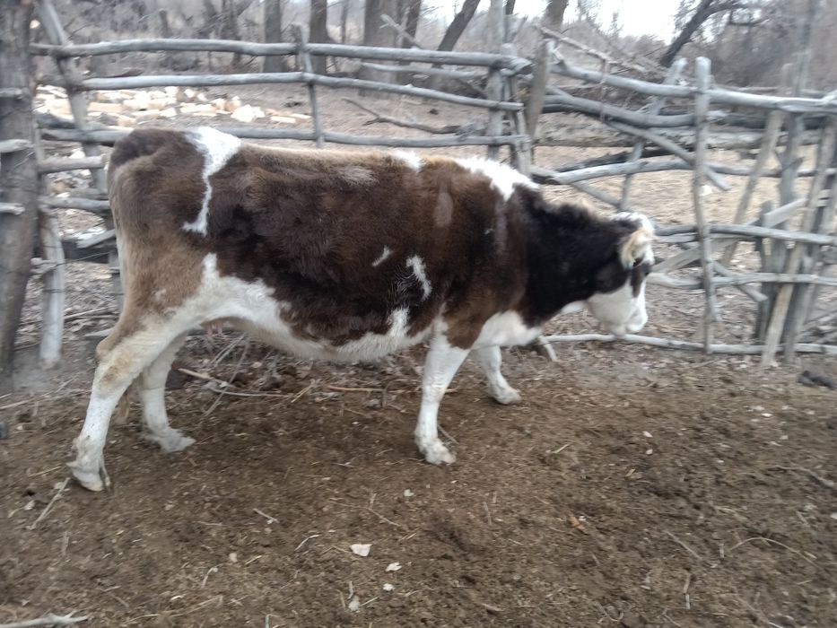 Сйыр.Карова Продам
