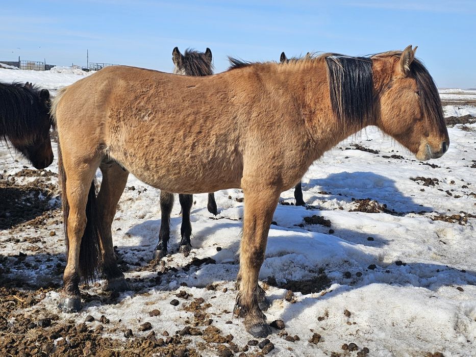 Продам жеребца айғыр