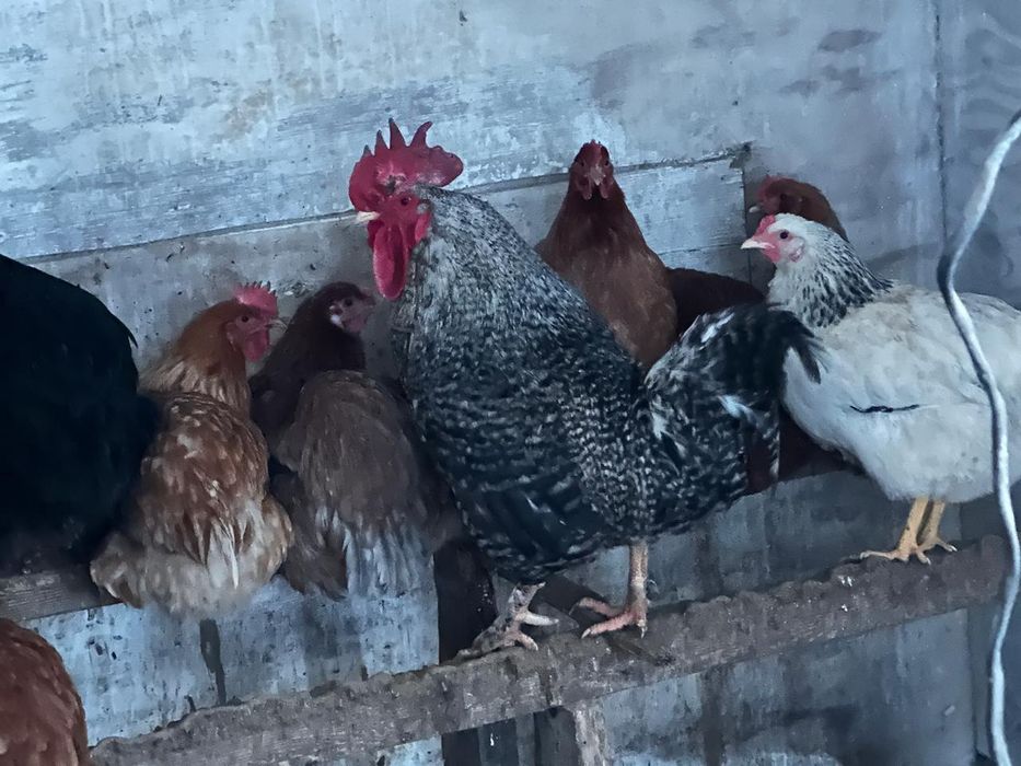 Қораз сатамын Продам петуха