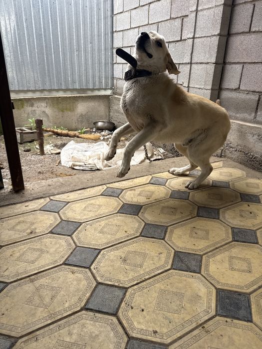 Собака турецкий кангал с документами