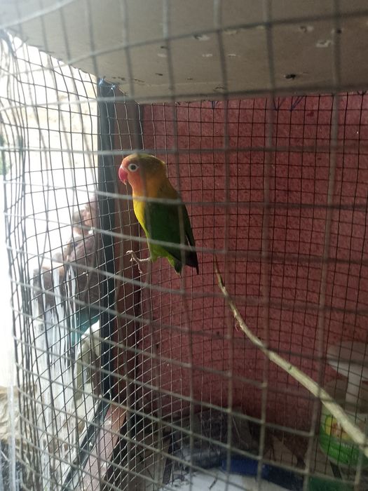 Lovebird Sevgi qushi