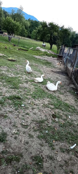 Animale de vânzare urgent