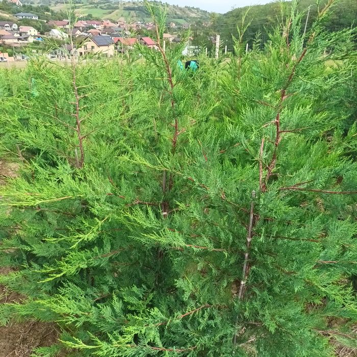 Gard viu de la producator Leylandii,Photinia  și Prunus