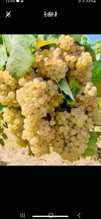 Vamd struguri de vin producator din vrancea