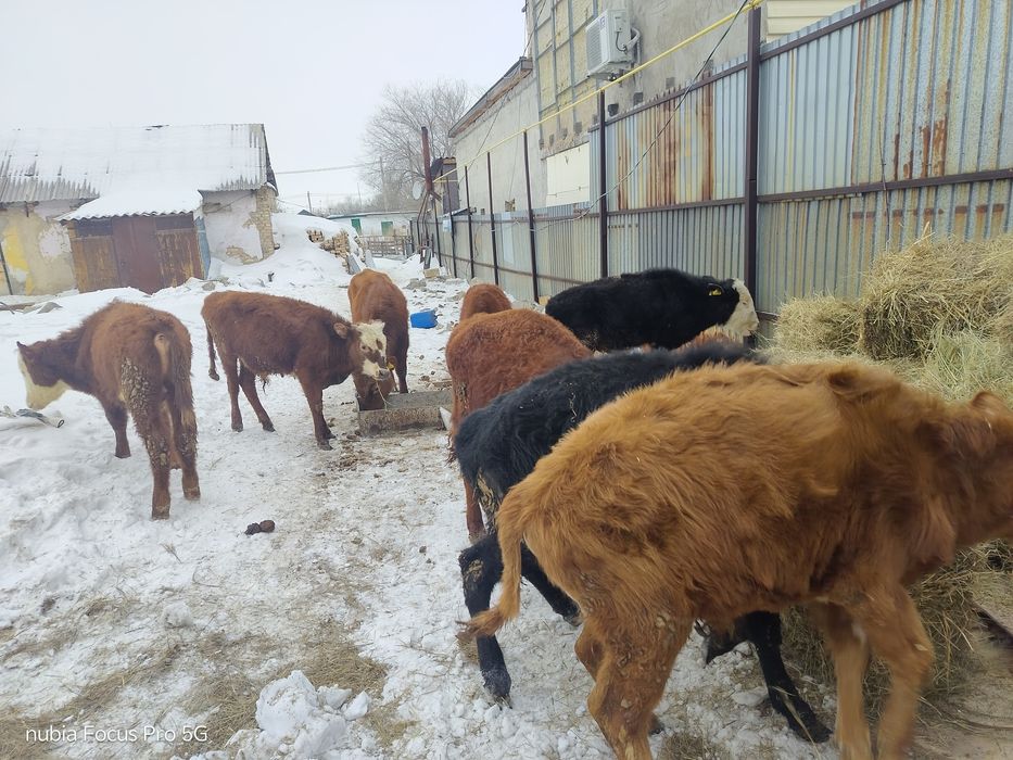 Продаются бычки разных возрастов