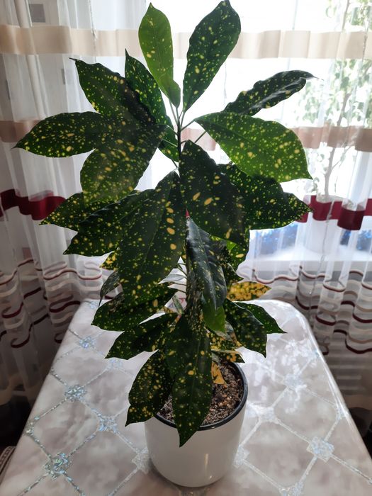 Продам цветок Кротон