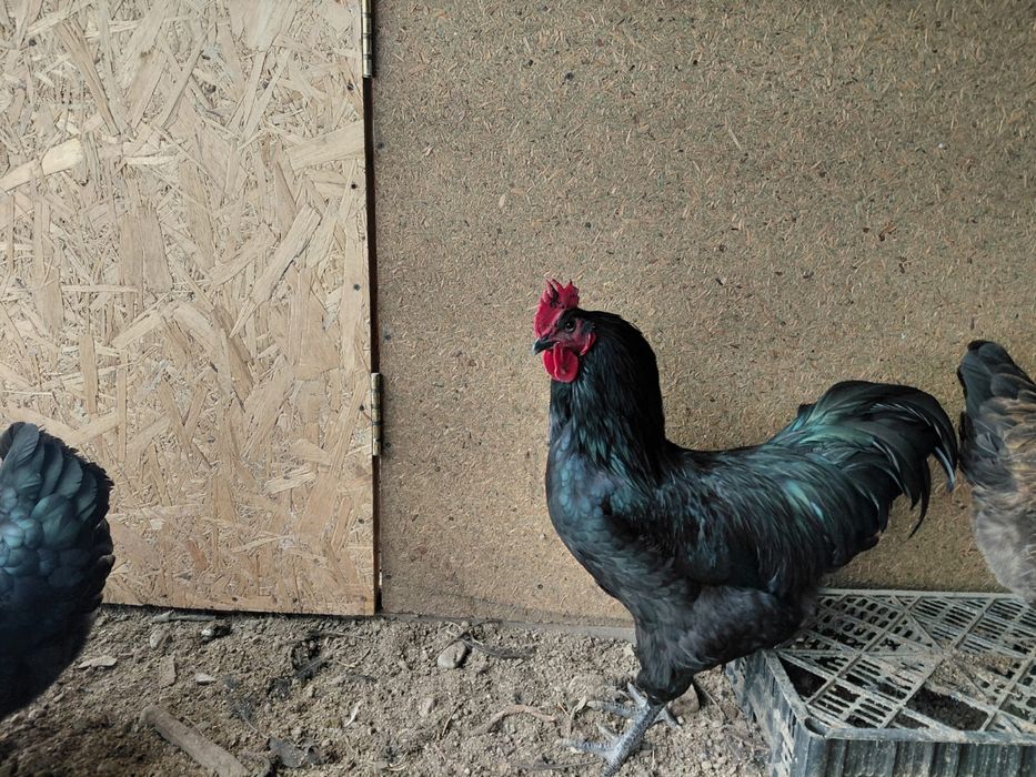 Продам петушков