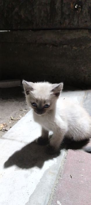 Бесплатно  котята мальчики