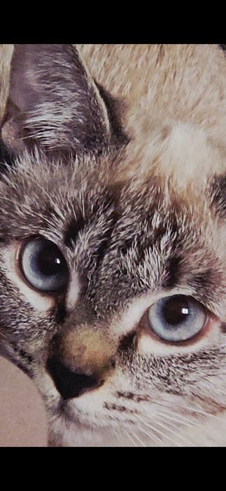 Отдам кошку, 7 месяцев