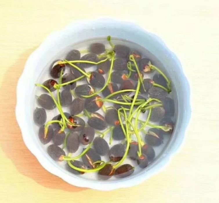 Смена лотоса ,нилуфар гул