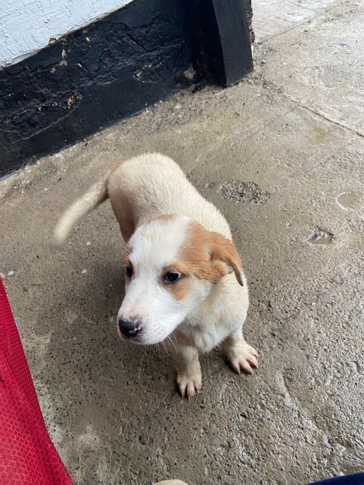 ит сатылады 10к.