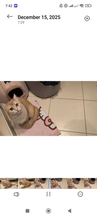 9-месечна женска златна британска късококосмя котка