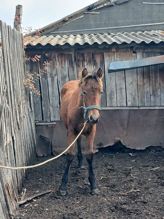 Продам жеребчика 6 месяцев