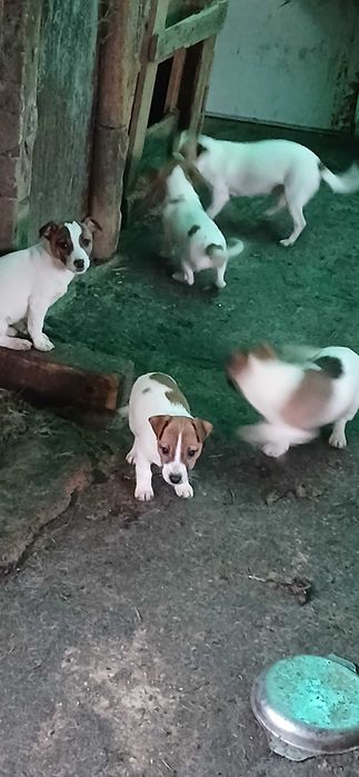 Джак ръсел. Три месечни ваксинирани. 300 лв