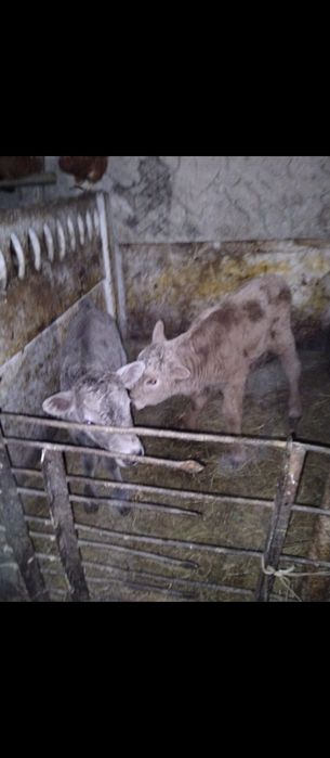 Продам тёлочку и бычка