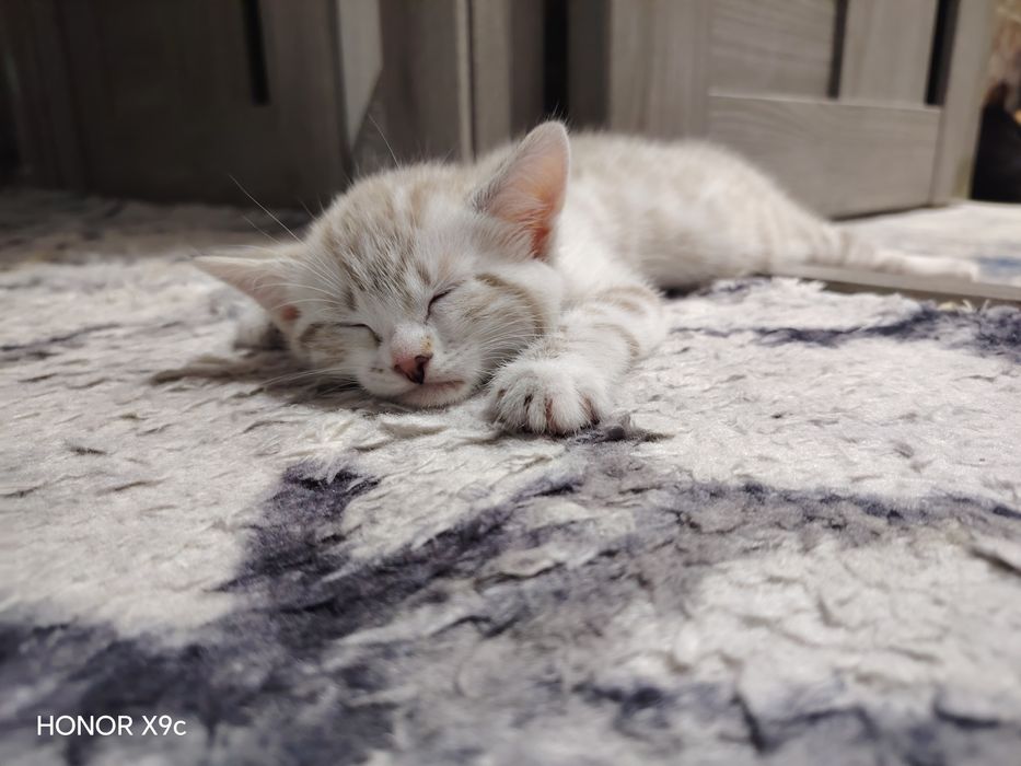 Продаётся Бенгальские Котята Новогодняя акция