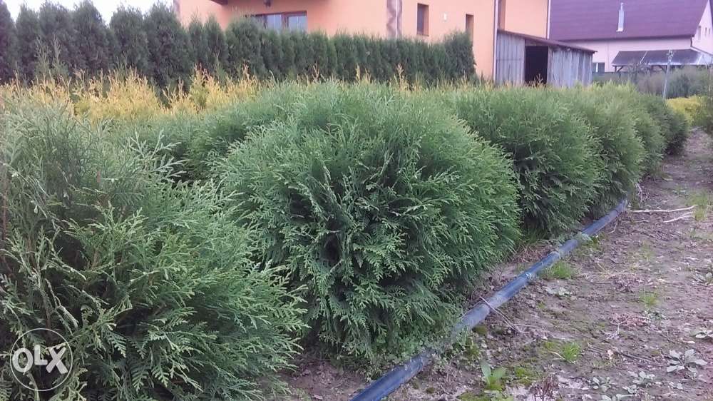 Tuia Globularis verde (glob verde)