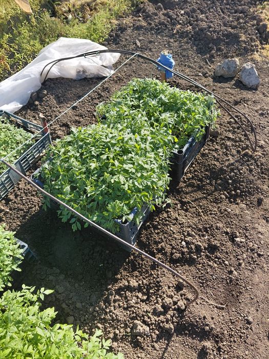 Разсади Домат, Краставици  и Пипер