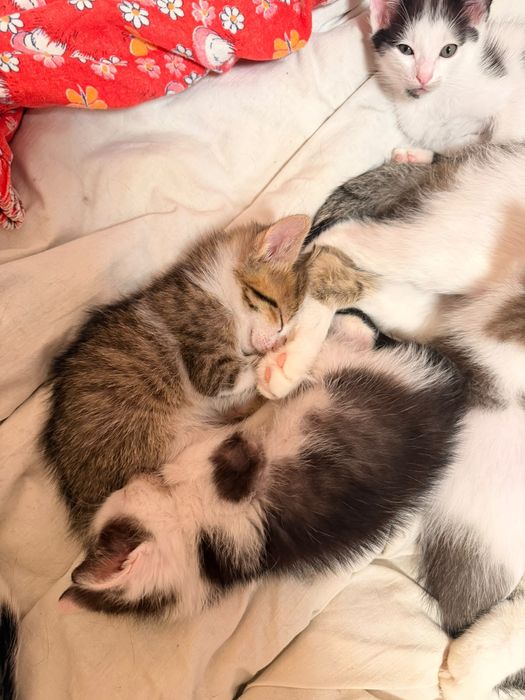 Котята домашнии.