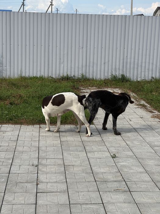 Щенки Дратхаара.