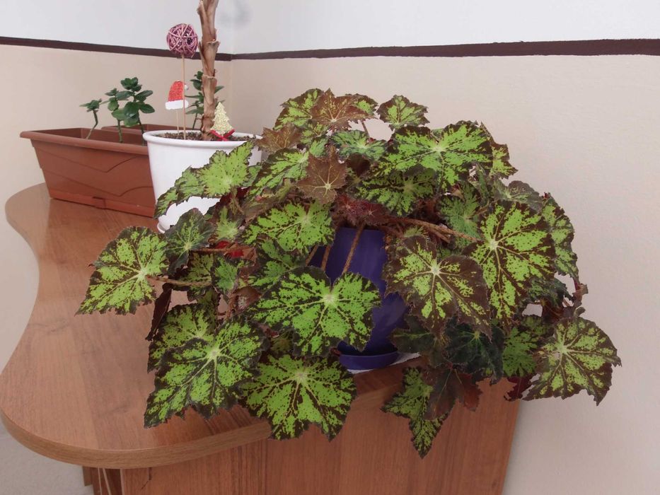 Olympus SP-720UZ 14 mPx