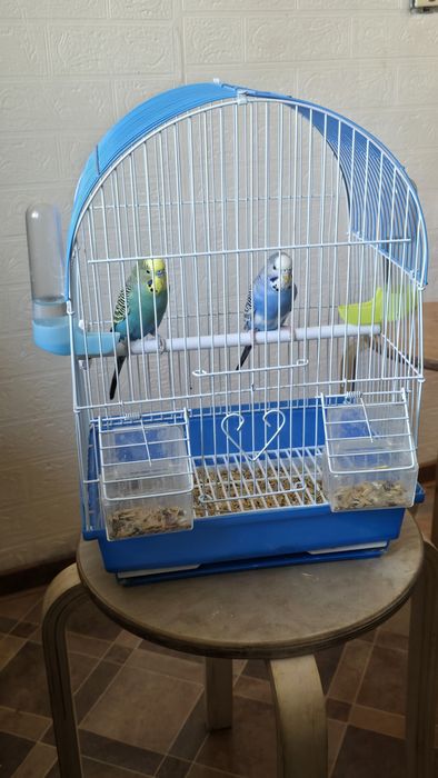 Продается папугай вместе с клеткой.