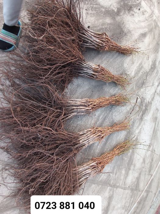 Butași viță de vie altoită anul 2 și anul 3