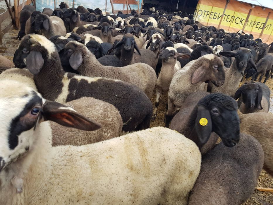 Продавам агнета различни килограми