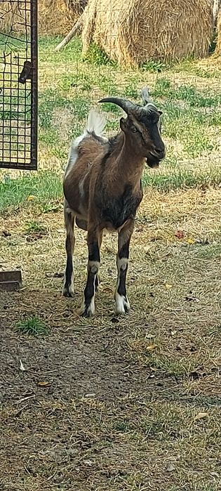 Țap Alpin francez de vanzare