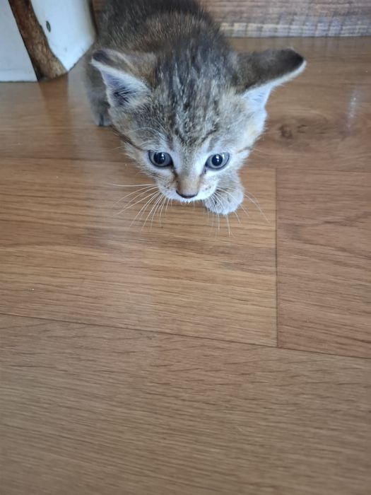 Отдам даром котёнка